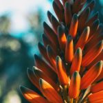 La guida definitiva sull’Aloe Arborescens
