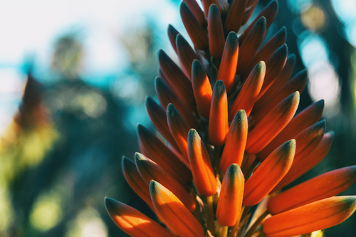 La guida definitiva sull'Aloe Arborescens
